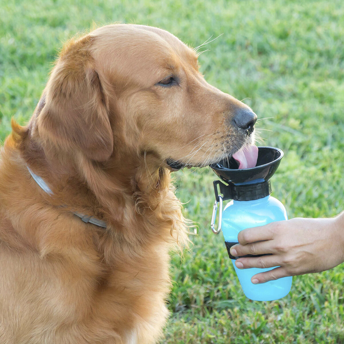 Hundetrinkflasche Haustier-Produkte, Kleine Tiere InnovaGoods   