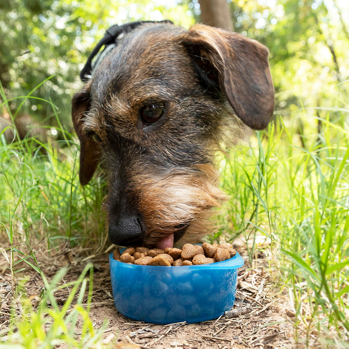 Pettap 2-in-1 Haustierflasche Haustier-Produkte, Kleine Tiere InnovaGoods   