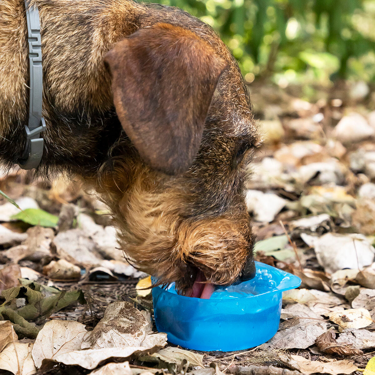 Pettap 2-in-1 Haustierflasche Haustier-Produkte, Kleine Tiere InnovaGoods   