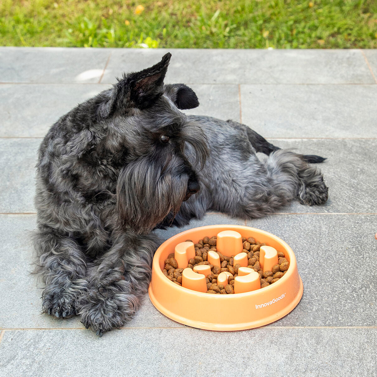 Slow LebensmittelNapf für Haustiere Haustier-Produkte, Hunde InnovaGoods   