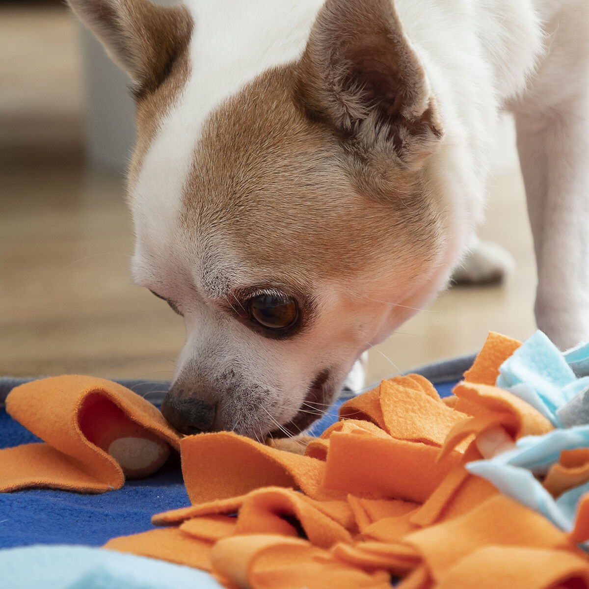 Schnüffelteppich für Haustiere Haustier-Produkte, Hunde InnovaGoods   