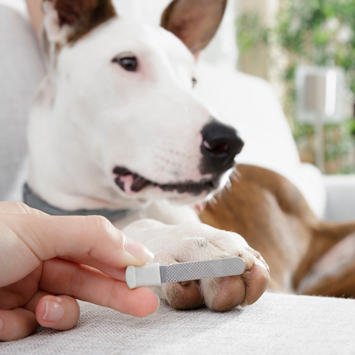 LED-Nagelknipser für Haustiere Haustier-Produkte, Kleine Tiere InnovaGoods   